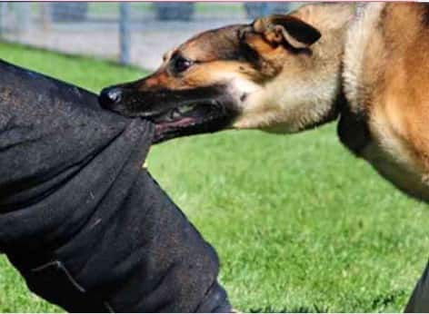 Daund Dog : पिसाळलेला कुत्रा चावत सुटला; दौंडमध्ये 22 जण जखमी Daund Dog : पिसाळलेला कुत्रा चावत सुटला; दौंडमध्ये 22 जण जखमी