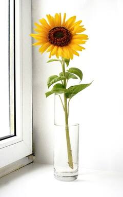 Health Tips: উপকারী ভেবে সূর্যমুখীর বীজ খাচ্ছেন? ঠিক করছেন কি?