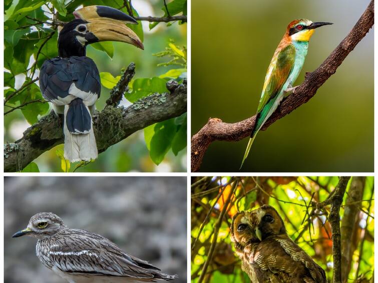 forest survey has revealed that there are 228 bird species in the Coimbatore forest TNN ’கோவை வனக்கோட்டத்தில் இவ்வளவு பறவை இனங்களா?’ -  ஆச்சரியப்படுத்தும் பட்டியல் இதோ...