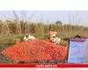 Tomato Price Drop :  टोमॅटोचा दर सव्वा दोन रुपये किलो! भांडवल तर सोडा, अजून औषधवाल्याची उधारी सुटली नाही!