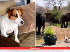 घर के बैकयार्ड में घुसा जंगली हाथी, छोटे से डॉगी ने खदेड़ भगाया