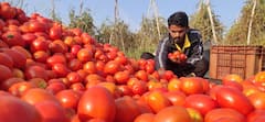 नोकरीसोडून शेतीकडे वळला, पण आता टोमॅटोने रडवलं!