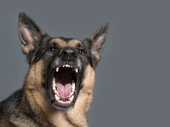 Greater Noida: Another Video Of School Boy Attacked By Dog In Society Lift Emerges