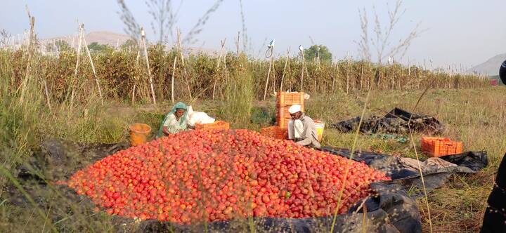 नाशिक जिल्ह्यातील महत्वाची बाजारपेठ म्हणून ओळखल्या जाणाऱ्या गिरणारे बाजारपेठेत (Girnare Vegetable Market) टोमॅटोचा एकदमच कोसळला आहे. त्यामुळे शेतकऱ्यांनी नाराजी व्यक्त केली असून टोमॅटो (Tomato) रस्त्यावर फेकण्याची वेळ परिसरातील शेतकऱ्यांवर आली आहे.