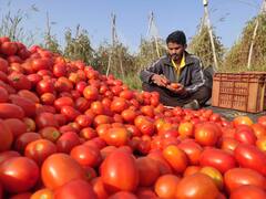 नोकरीसोडून शेतीकडे वळला, पण आता टोमॅटोने रडवलं!