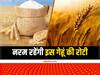 Wheat Farming: 12 घंटे तक नरम रहेंगी इस गेहूं की रोटियां, काला नहीं होगा आटा! यहां खेती करके जबरदस्त पैदावार ले पाएंगे किसान