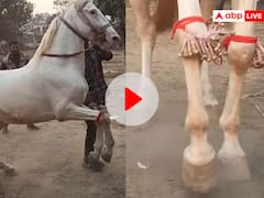 सीवान के डांसर 'बाहुबली' तो सोनपुर की 'सजनी' का जलवा, दाम इतना कि खरीद नहीं पा रहे लोग