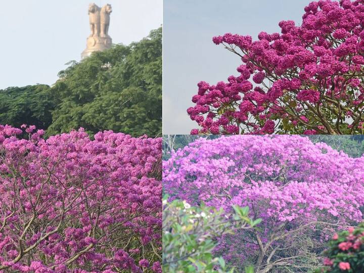 Bengaluru in Pink: பெங்களூரு நகரம் ரம்மியமான பிங்க் நிரத்தில் காட்சியளிக்கும் வைரல் புகைப்படங்கள்.