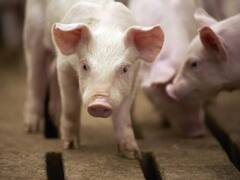 जबलपुर में सूअरों में अफ्रीकन स्वाइन फीवर से मचा हड़कंप, कलेक्टर ने जारी किए किलिंग के आदेश