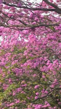 Bengaluru in Pink: பூக்கள் பூக்கும் தருணம்..பிங்க் வண்ணத்தில் கலர்ஃபுல்லாக பெங்களூரு!