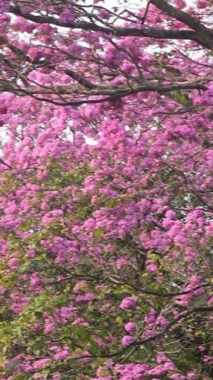குளிர் காலத்தில் பெங்களூரிவில் மலரும் பூக்களின் பெயர் டாபிபூயா