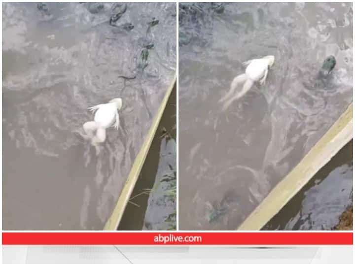 Frog floating upside down on surface of water video viral Video: मेंढकों के बीच दिखा अपवाद, पानी में उल्टा तैरते आया नजर