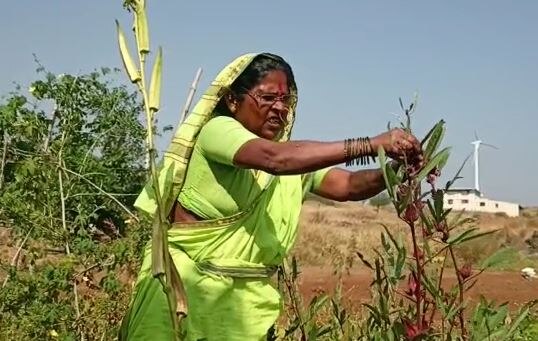 Rahibai Popere : अतिवृष्टीचा बीजमाता राहीबाईंना फटका, तब्बल तीन वेळा केली भाजीपाल्याची लागवड 