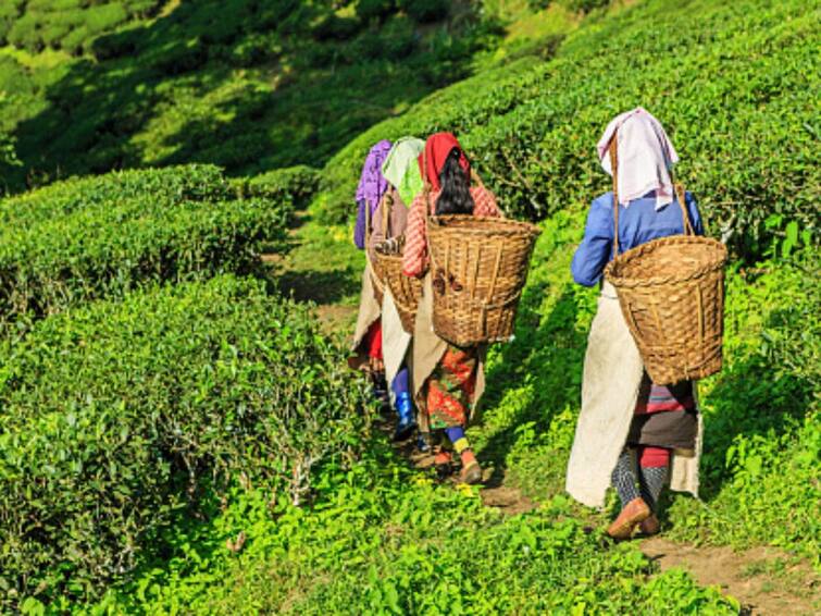 Tea Exports Jump 14.8 Per Cent To 140 Million Kgs In January-August Tea Exports Jump 14.8 Per Cent To 140 Million Kgs In January-August Period