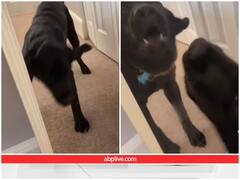 आइने में खुद को देखने के लिए उत्साहित दिखा कुत्ता, दिल जीत रहा वीडियो