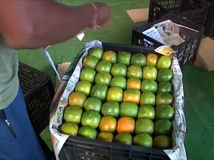 Bangladesh hikes import duty on Indian oranges, hits farmers in Amravati and Nagpur Agriculture : विदर्भातील संत्र्याला बांगलादेशचा झटका, आयात शुल्क वाढवल्यानं संत्री फेकून देण्याची शेतकऱ्यांवर वेळ 