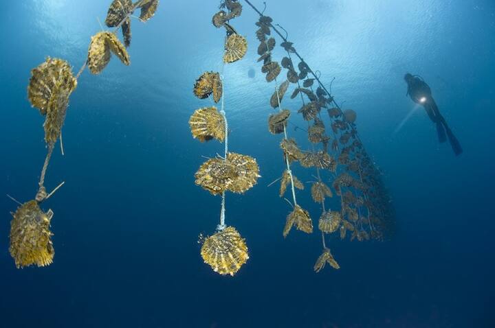 આમાં શેની જરૂર પડશે -  આ માટે એક તળાવ, સીપ (જેમાં મોતી તૈયાર થાય છે) અને ટ્રેનિંગ. આમાં સૌથી જરરી તળાવ હોય છે. ભારતમાં કેટલીય જગ્યાએ આ બિઝનેસે વેગ પકડ્યો છે, દક્ષિણ ભારત અને બિહારના દરભંગાના સીપની ક્વૉલિટી સારી હોય છે. આની ટ્રેનિંગ આપતી દેશમાં કેટલી સંસ્થા છે. તમે મુંબઇમાં પણ આ બિઝનેસની ટ્રેનિંગ લઇ શકો છો.