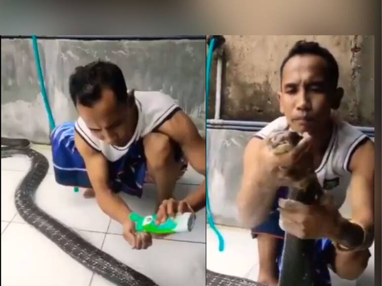 man giving bath to king cobra snake with shampoo video viral on social media Viral Video:  पठ्ठ्यानं चक्क शॅम्पू लावून घातली 'किंग कोब्रा' ला आंघोळ; व्हिडीओ पाहून तुम्हीही व्हाल थक्क