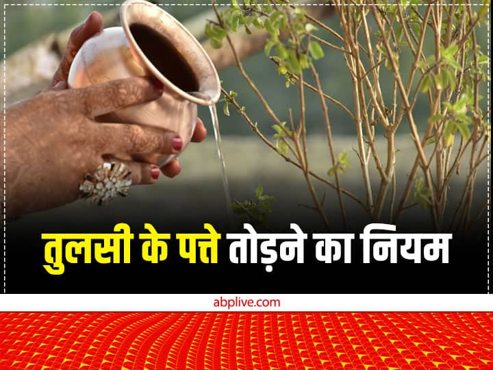 Tulsi Niyam: विष्णु प्रिय तुलसी की पूजा करने से जीवन में भौतिक सुख मिलता है लेकिन तुलसी को पूजन के कुछ नियम हैं. इनकी अनदेखी देवी लक्ष्मी को नाराज कर देती है. तुलसी पूजा में क्या सावधानी रखें.