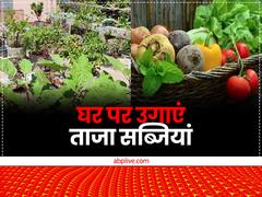 ये हैं वो सब्जियां, जो बाजार में महंगी मिलती हैं... मगर आप घर पर बिना झंझट ऐसे उगा सकते हैं