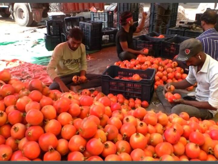 Maharashtra  Pomegranates  farmers were hit by the increase in import duty to Bangladesh परतीच्या पावसातून वाचलेलं डाळींब थेट बांगलादेशला, मात्र, आयात करात वाढ झाल्यानं शेतकऱ्यांना फटका