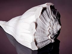 Lakshmi Ji: शुक्रवार को घर लें आएं ये 5 चीजें, मां लक्ष्मी का होगा वास, धन-समृद्धि में होगी वृद्धि