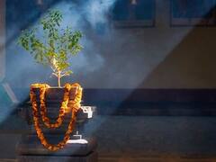 Tulsi Ke Niyam: तुलसी पत्ता तोड़ते समय भूलकर भी न करें ऐसी गलती, घर से चली जाएगी लक्ष्मी