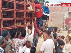 यूपी निकाय चुनाव में मुर्गे का 'सहारा', शामली में कैंडिडेट ने मुफ्ट में बांटे गए दो ट्रक चिकन