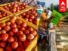 Farmers Throw Tomatoes in River : 1 கிலோ தக்காளி 5 ரூபாய்.. விரக்தியில் ஆற்றில் கொட்டும் விவசாயிகள்