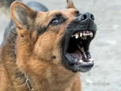 লিফটের মধ্যে বাচ্চা ছেলেকে পোষ্য কুকুরের কামড়! ভাইরাল ভিডিও দেখে আতঙ্কিত নেটিজেনরা