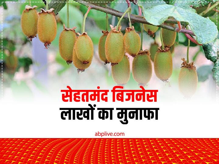 Kiwi Farming is Most Profitable Business for Farmers in times of sickness Agri Business: डेंगू-मलेरिया के दौर में इस बिजनेस से ज्यादा फायदेमंद कुछ भी नहीं, सरकार भी देगी पैसा