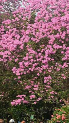 Bengaluru in Pink: பூக்கள் பூக்கும் தருணம்..பிங்க் வண்ணத்தில் கலர்ஃபுல்லாக பெங்களூரு!