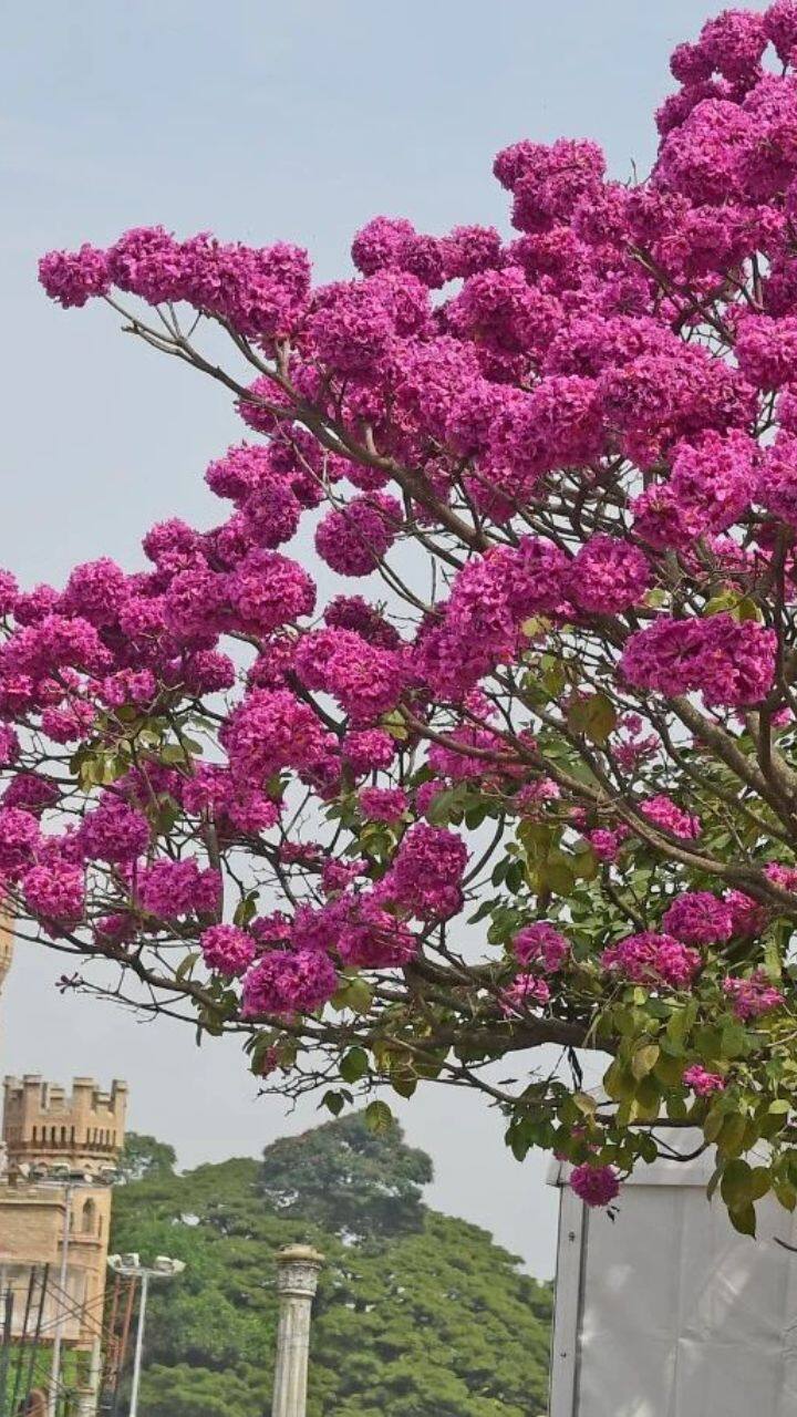 இந்த புகைப்படங்கள் தற்போது வைரலாகி வருகின்றன
