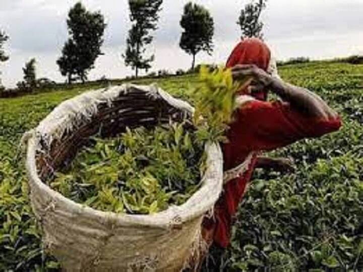 विशेष म्हणजे ही चहा पावडर फक्त याच भागात मिळते. इतर कोणत्याही ठिकाणी मिळत नाही.