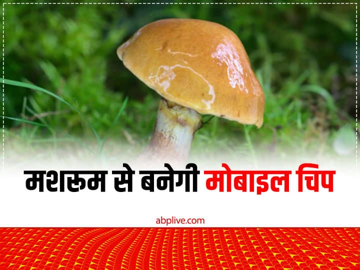 Now Mobile And Computer Electric Chip Can Be Made From Mushroom