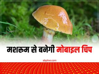 Mushroom Chip: मशरूम अब केवल खाने के लिए ही नहीं, मोबाइल और कम्प्यूटर की चिप बनाने में भी होगा इसका उपयोग