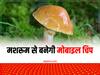 Mushroom Chip: मशरूम अब केवल खाने के लिए ही नहीं, मोबाइल और कम्प्यूटर की चिप बनाने में भी होगा इसका उपयोग