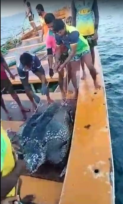 वास्तविक समुद्री कासव पकडणे अवैध आहे.