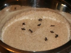 Vastu tips: घर में चीटिंयों का दिखाई देना, आने वाले खतरे की तरफ भी करता है इशारा, ऐसे पहचानें