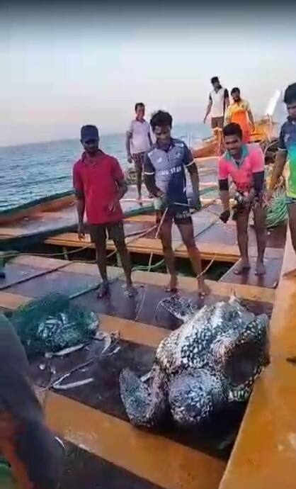 मात्र अखेर मोठ्या प्रयत्नानंतर कासवाला समुद्रात ढकलण्यात आलं.