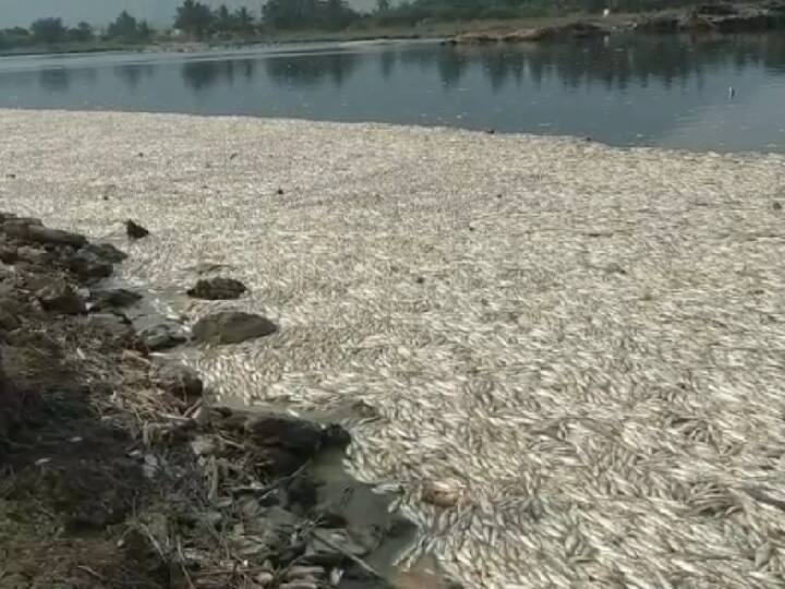 Fishermen shocked as tons of dead fish washed ashore in Cauvery river. காவிரி ஆற்றில் டன் கணக்கில் கரை ஒதுங்கிய மீன்கள் -  மீனவர்கள் அதிர்ச்சி