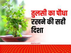 इस दिशा में तुलसी लगाना माना जाता है शुभ, नहीं होती धन-धान्य की कमी