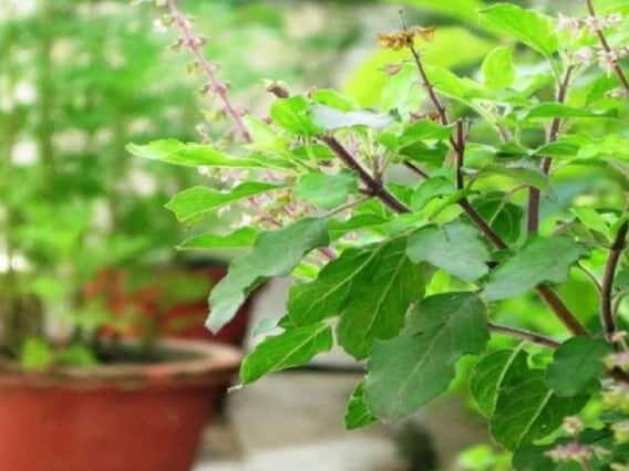 તુલસીમાં માતા લક્ષ્મીનો વાસ છે. એવું કહેવાય છે કે સવારે સ્નાન અને નમસ્કાર કર્યા વિના તુલસીને ન તોડવી જોઈએ, તેનાથી દુર્ભાગ્ય આવે છે.