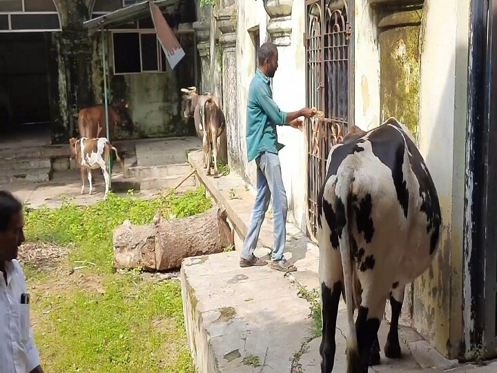 திருவாரூரில் சாலையில் நடமாடிய குதிரைகள், மாடுகள்; செய்வதறியாது திகைத்த நகராட்சி ஊழியர்கள்..!