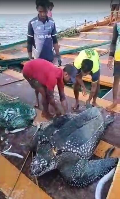 तेव्हा त्या बोटीतील मच्छिमारांच्या जाळ्यात हे भलंमोठं कासव अडकलं.