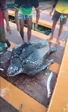 PHOTO : भाईंदरमध्ये मच्छिमारांच्या जाळ्यात अडकलं 150 किलो वजनाचं कासव!