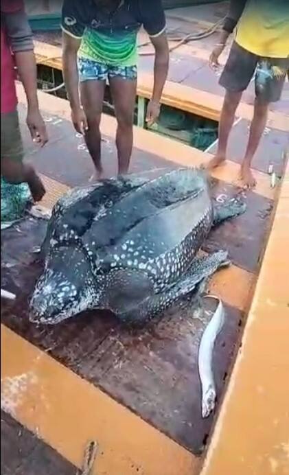 भाईंदरच्या भाटे बंदर इथल्या मच्छिमारांच्या जाळ्यात तब्बल 150 किलो वजनाचं दुर्मिळ कासव अडकलं होतं.