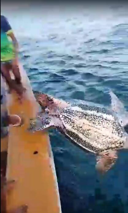 या कासवाला बोटीतील मच्छिमारांनी सुखरुप परत पाण्यात टाकले.