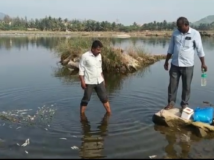 காவிரி ஆற்றில் டன் கணக்கில் கரை ஒதுங்கிய மீன்கள் -  மீனவர்கள் அதிர்ச்சி