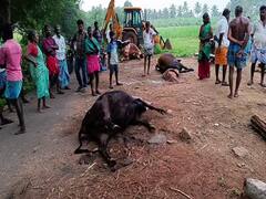 தீவன நீரை குடித்த பசு மாடுகள் அடுத்தடுத்து சுருண்டு விழுந்து உயிரிழப்பு - வேடசந்தூர் அருகே சோகம்